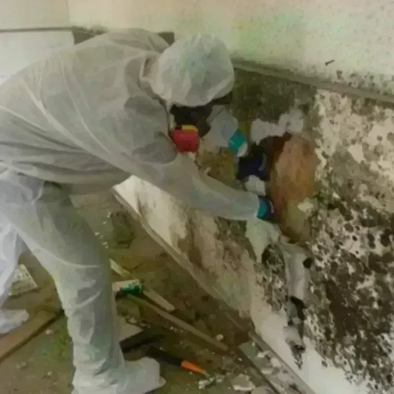 Mold Remediation and Removal in North Haledon, NJ